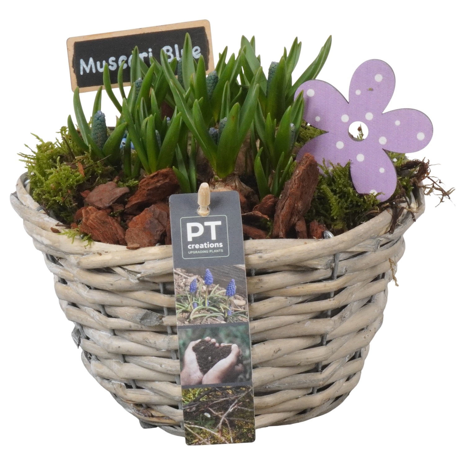 PTMB6231 Arrangement Muscari Blue in riet mand, D 18