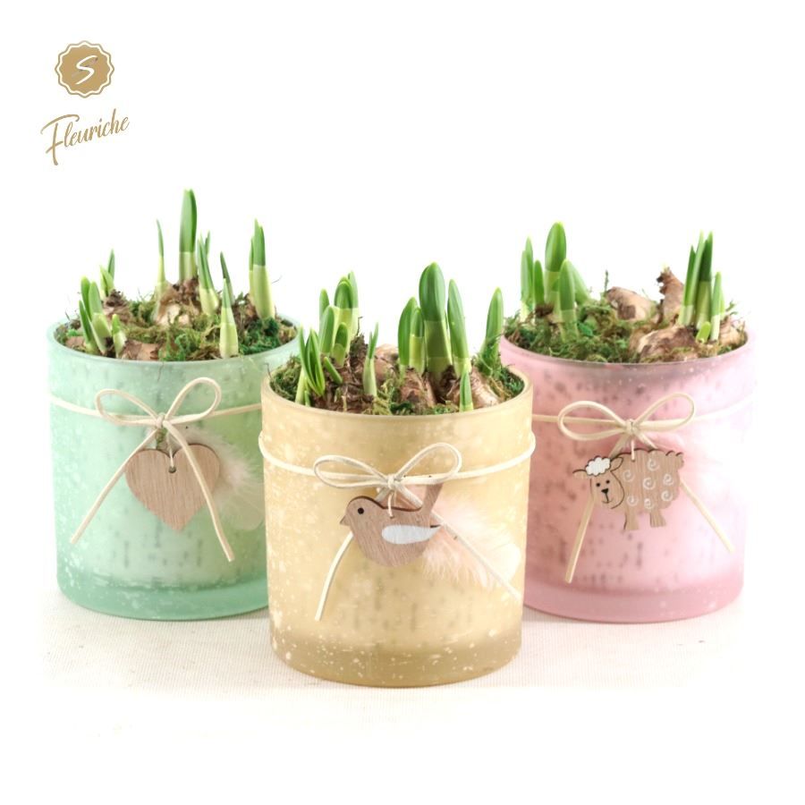 (3506) Narcissus Spring Glass [L] Mos, D 13 cm