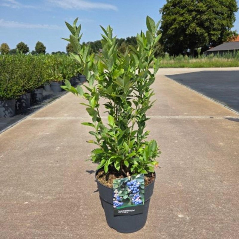 Vaccinium c. 'Emblue', D 29