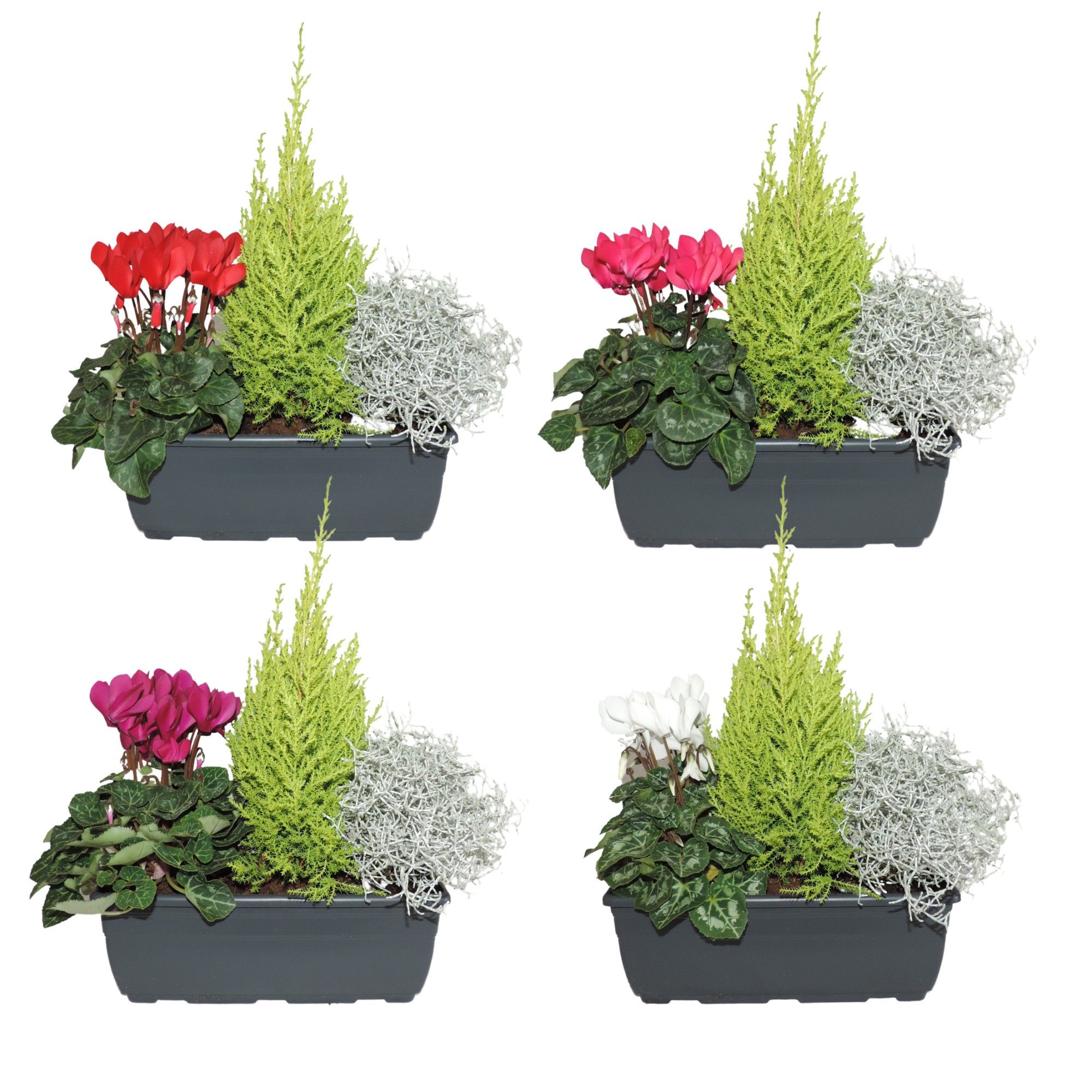 Arrangement Autumn Classic in Balkonbak 27 cm, D 27