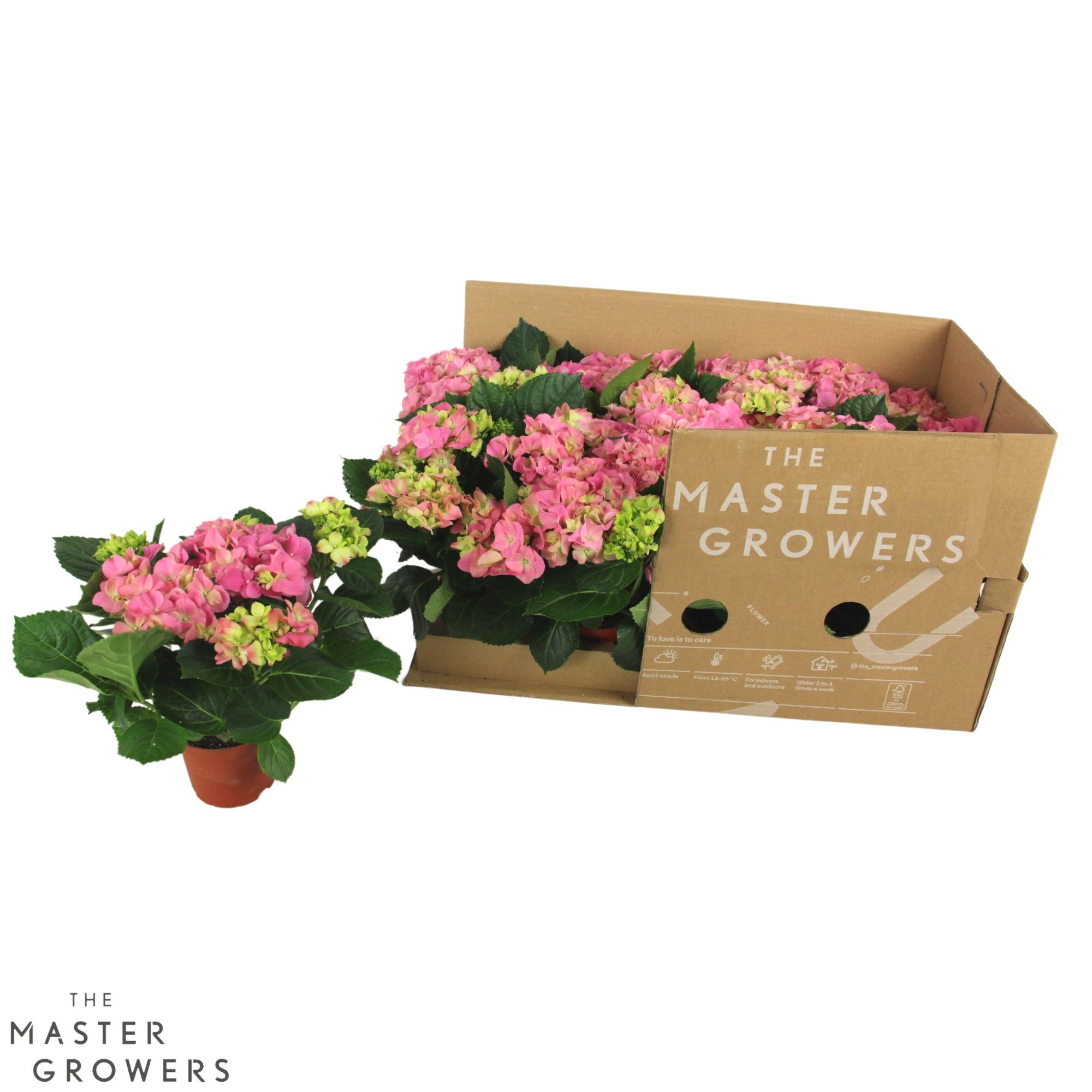 Hydrangea macr. 10cm Rose 3+ bloem ECO, D 10