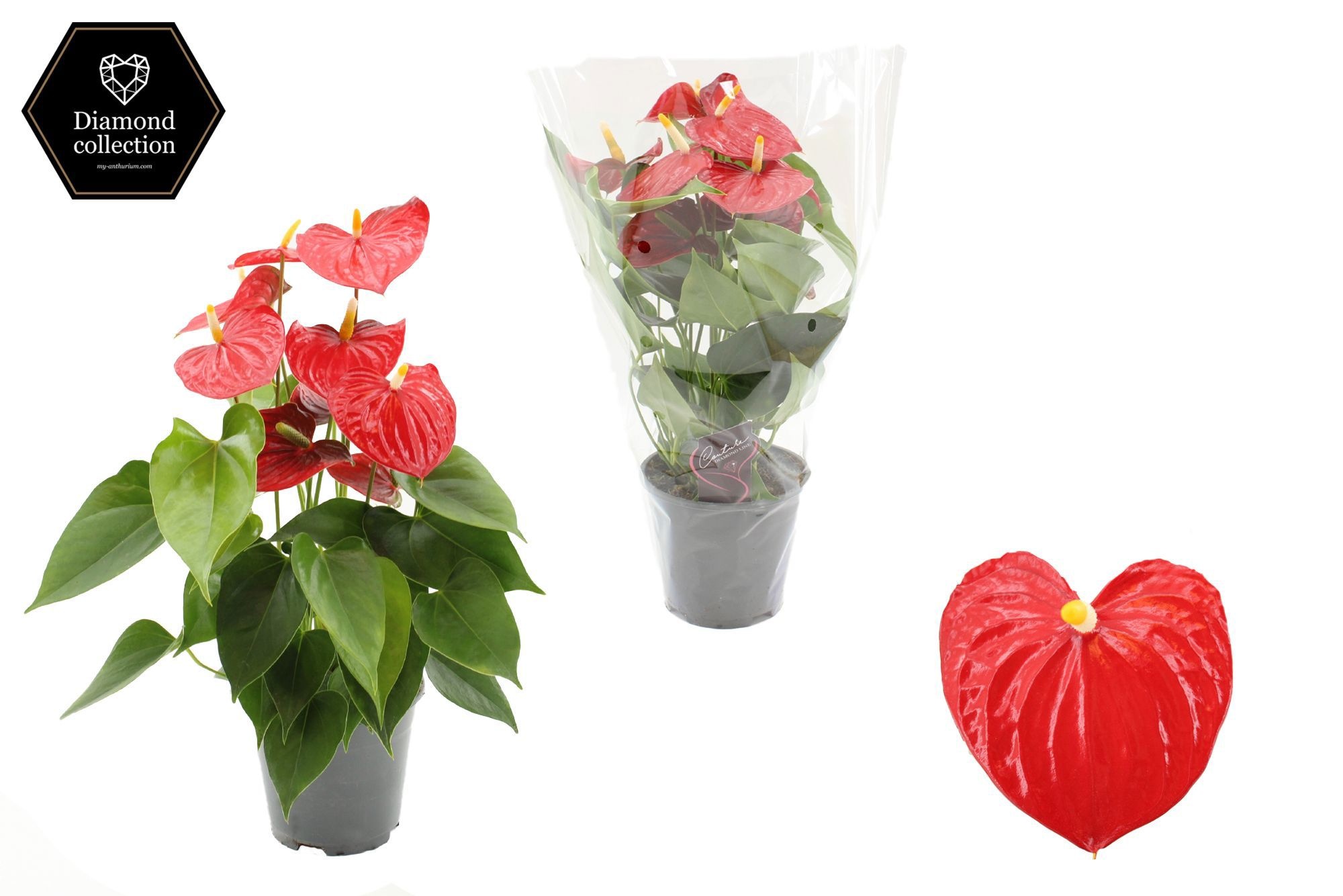 Anthurium 14 cm Esudo in transparant sleeve, D 14