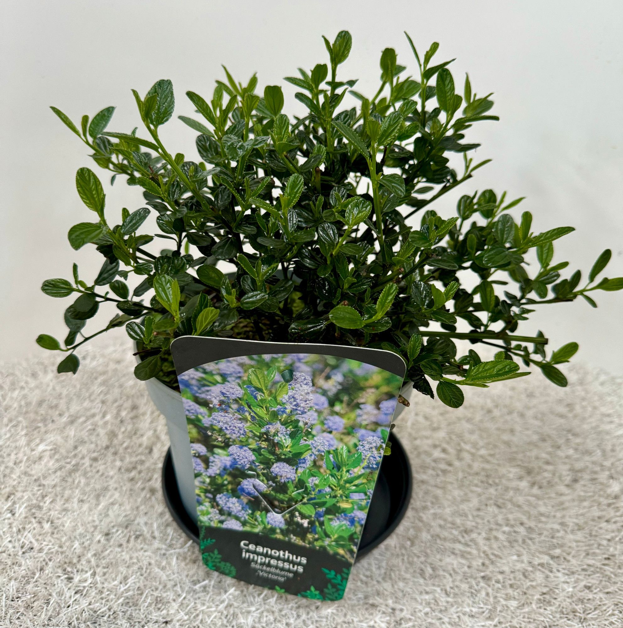 Ceanothus impressus Victoria, D 19