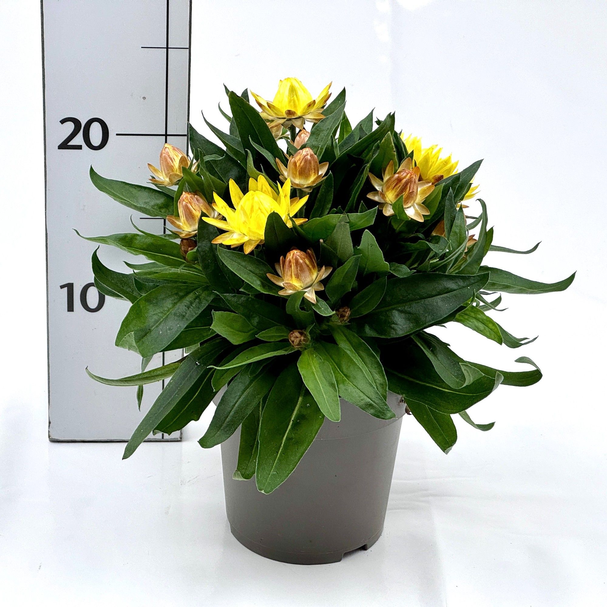 Helichrysum bracteatum, D 12