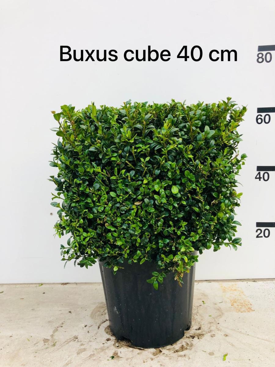 Buxus sempervirens, blok, D 35