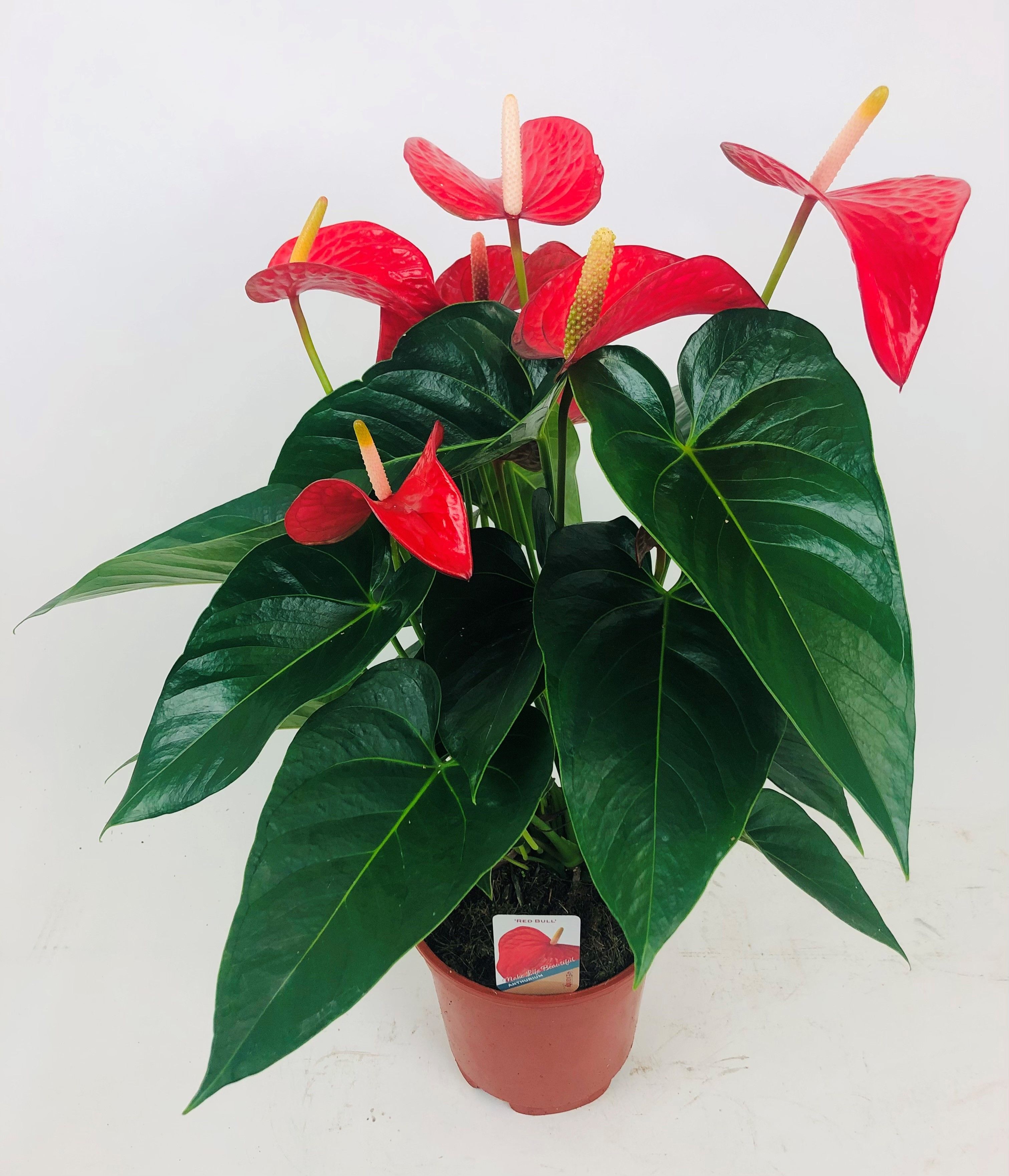 Anthurium 'Red Bull', D 17