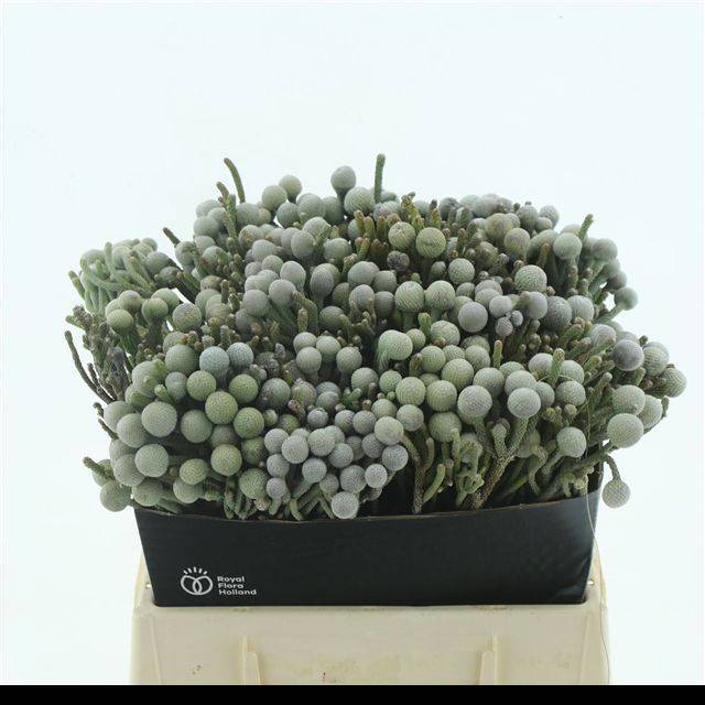 Бруния Лаевис 40, шт.