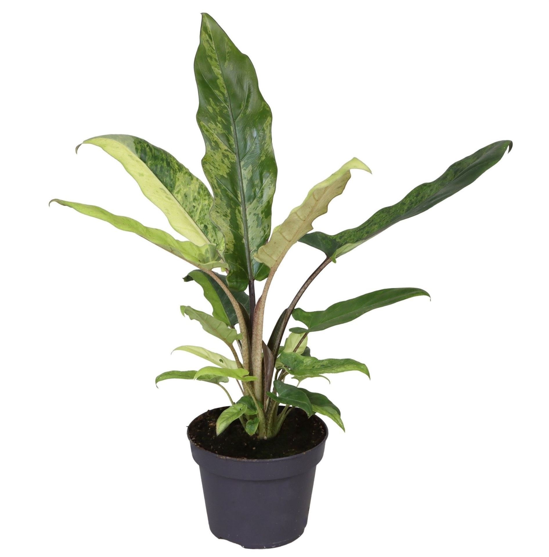 Alocasia Lauterbachiana Variegata 12 cm, D 12