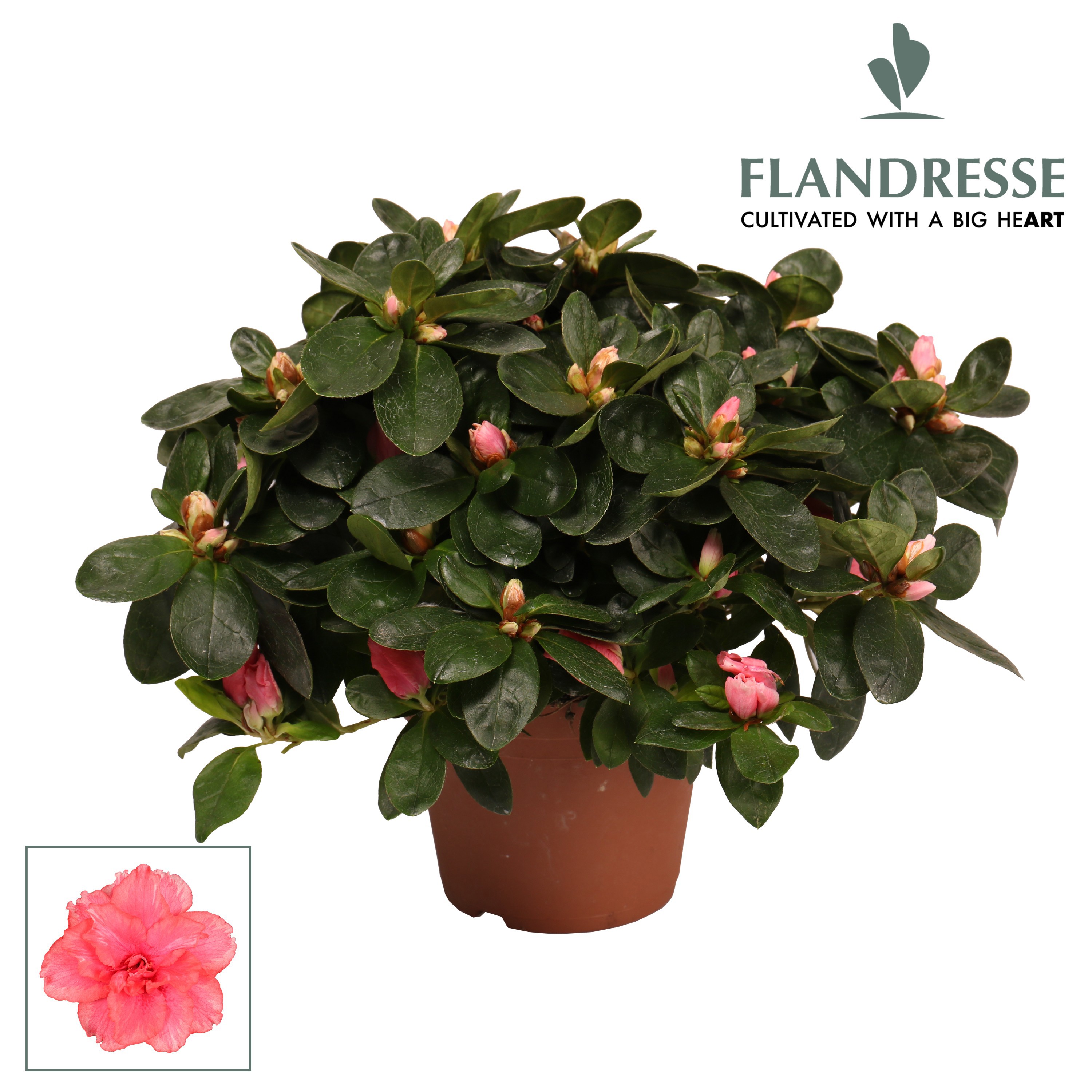 Azalea Flandresse® 'zalm' 22 - 25 cm, D 12
