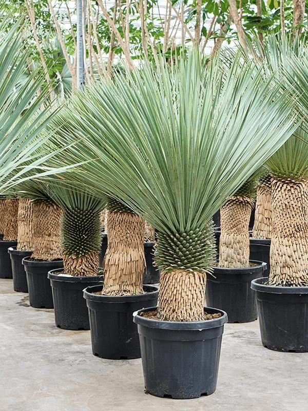 Yucca rostrata (150-180), D 45 cm Yucca rostrata (150-180), D 45 cm