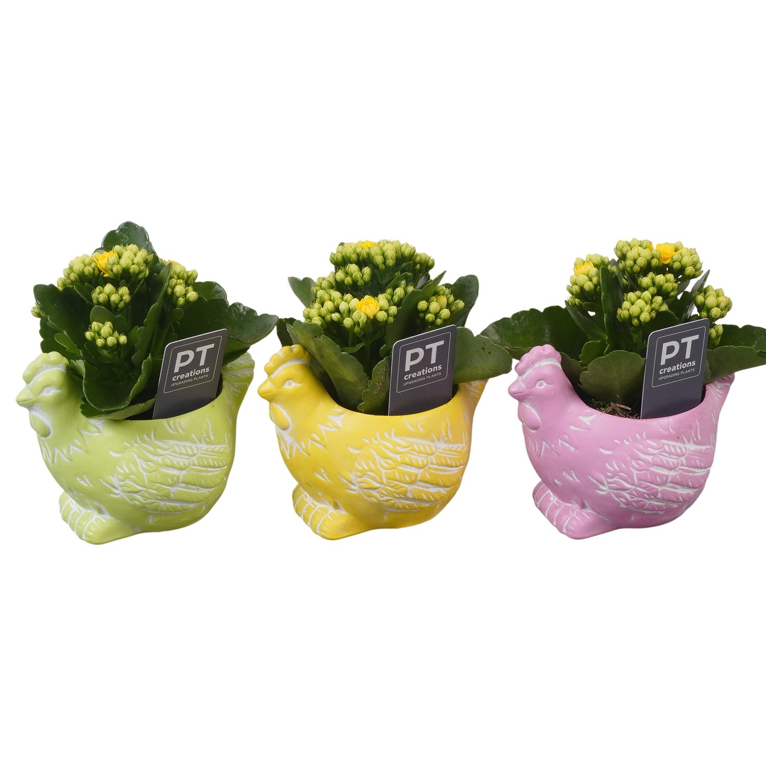 PTPB6499 Arrangement Easter in keramiek pot, D 12