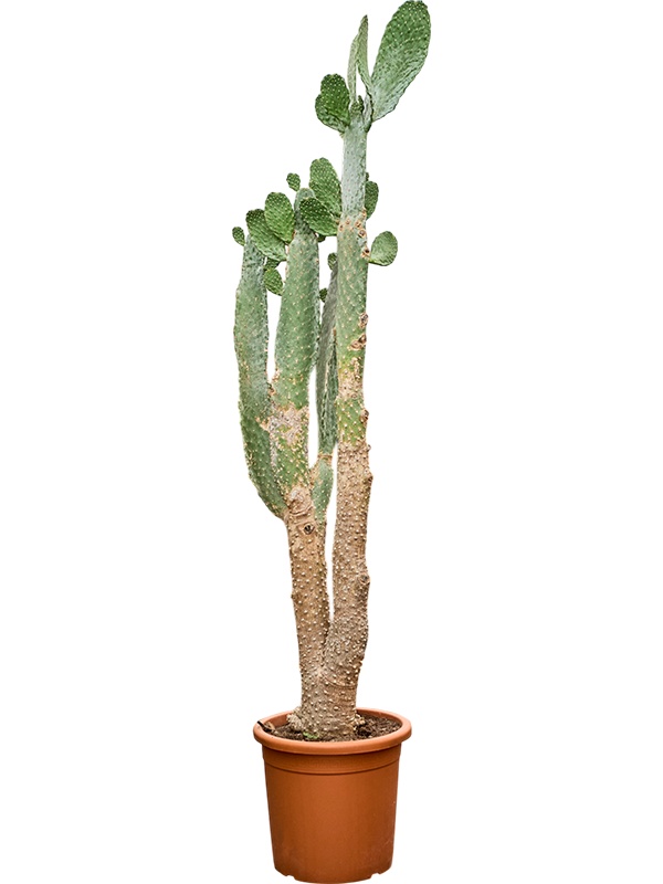 Opuntia consolea, D 40