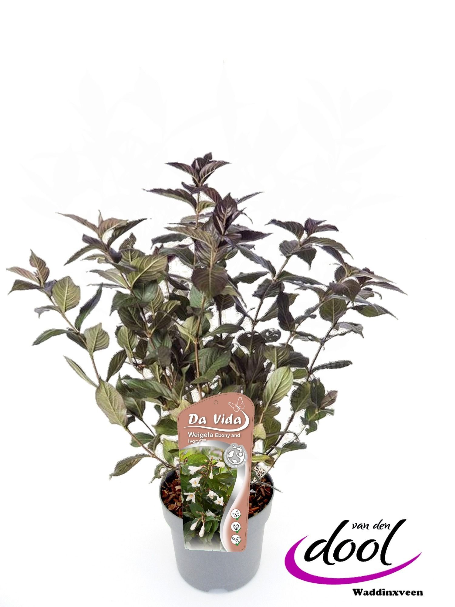 Weigela Ebony and Ivory, D 19