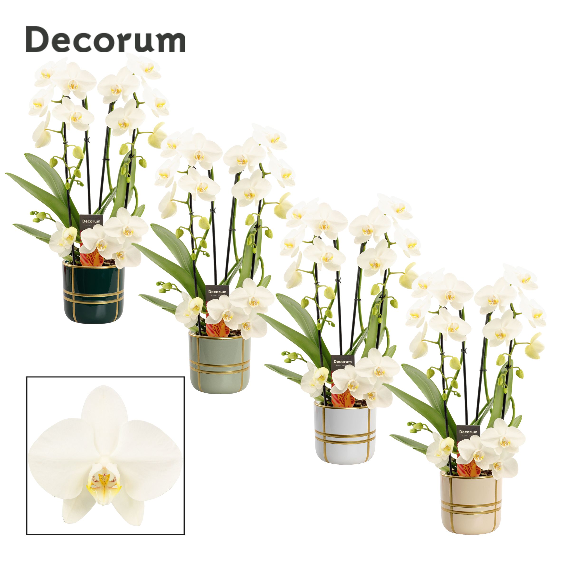 Phalaenopsis twirl wit in Lauri (Top blend-collection), D 12 cm