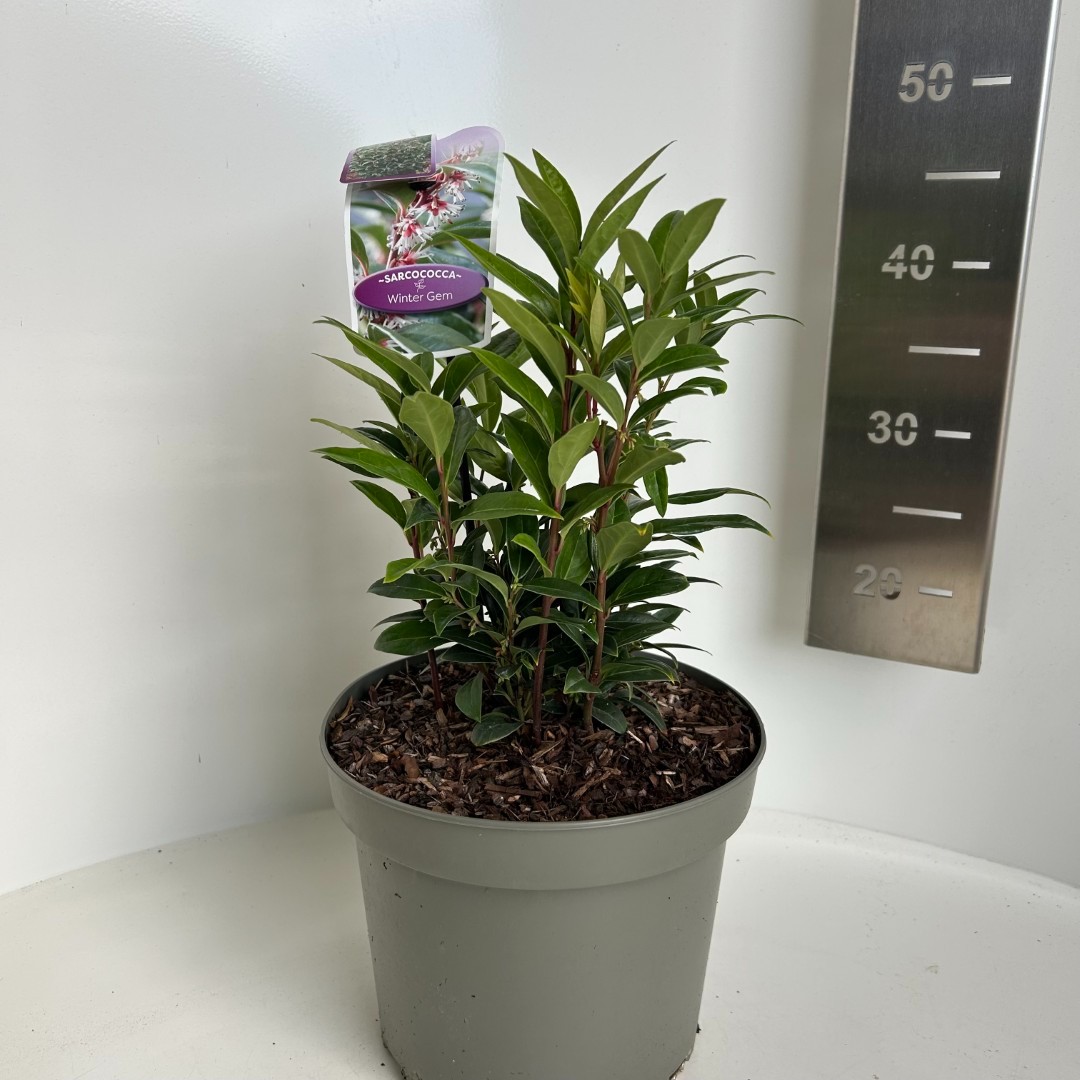 Sarcococca hookeriana Winter Gem, D 23 cm