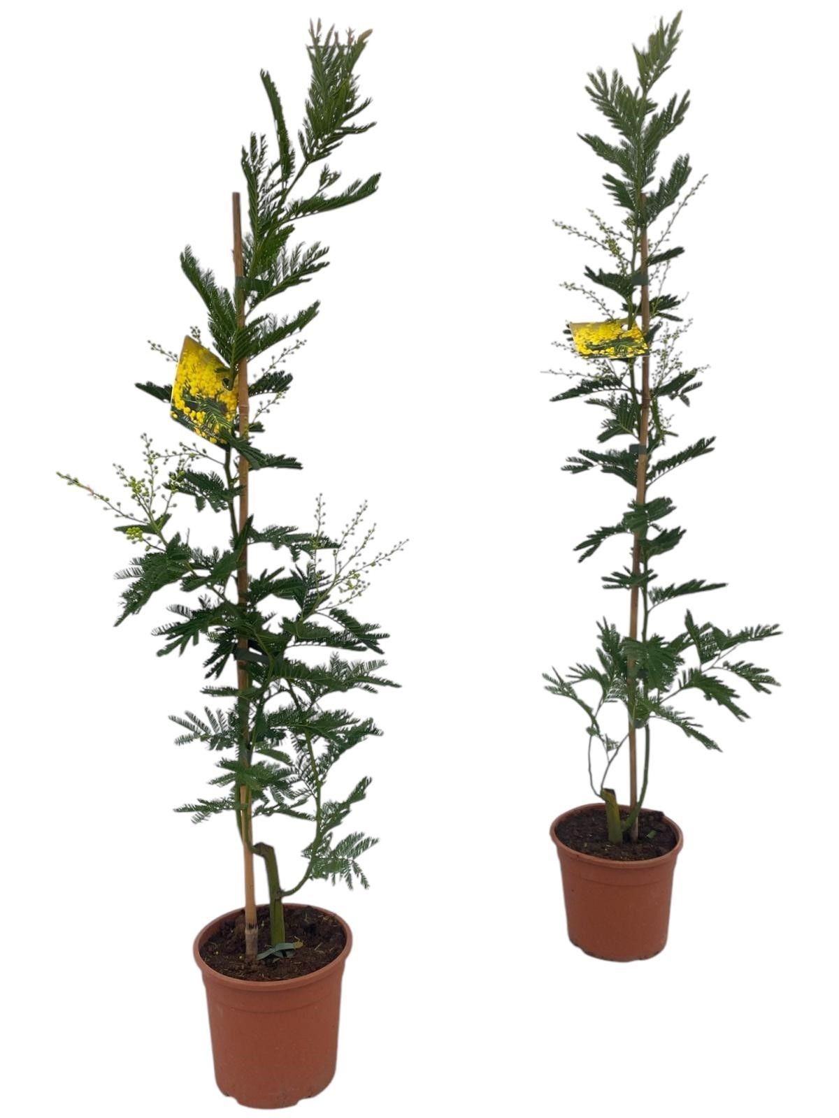 Mimosa (Acacia Dealbata) - op stok, D 17