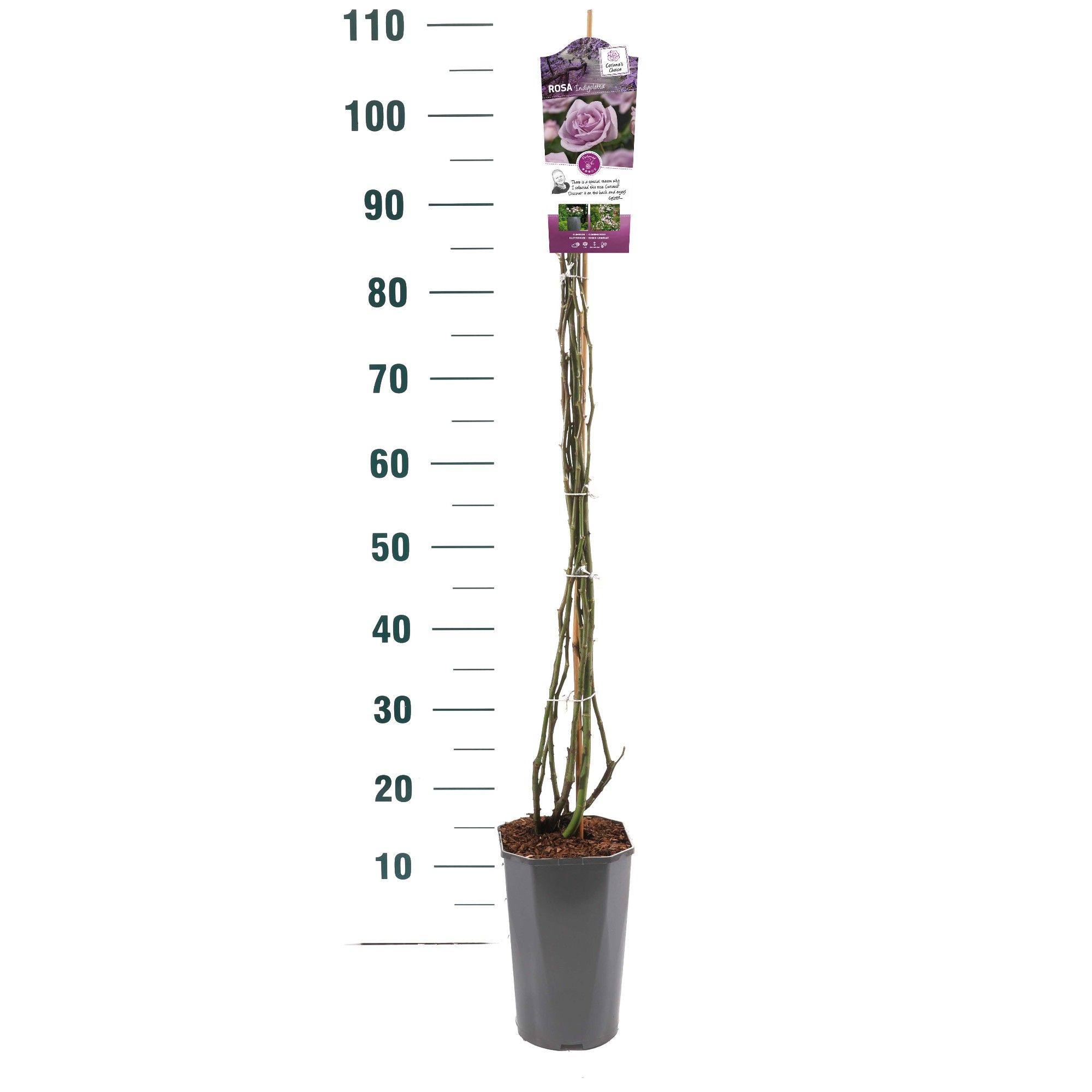 Rosa 'Indigoletta' - Klim - C3rp - Basic Collection, D 19