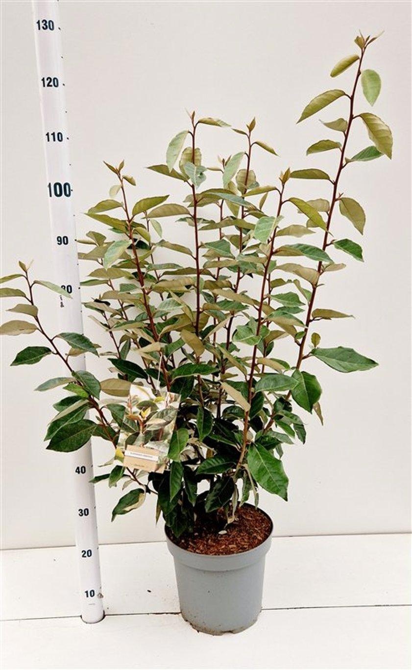 Elaeagnus ebbingei, D 26