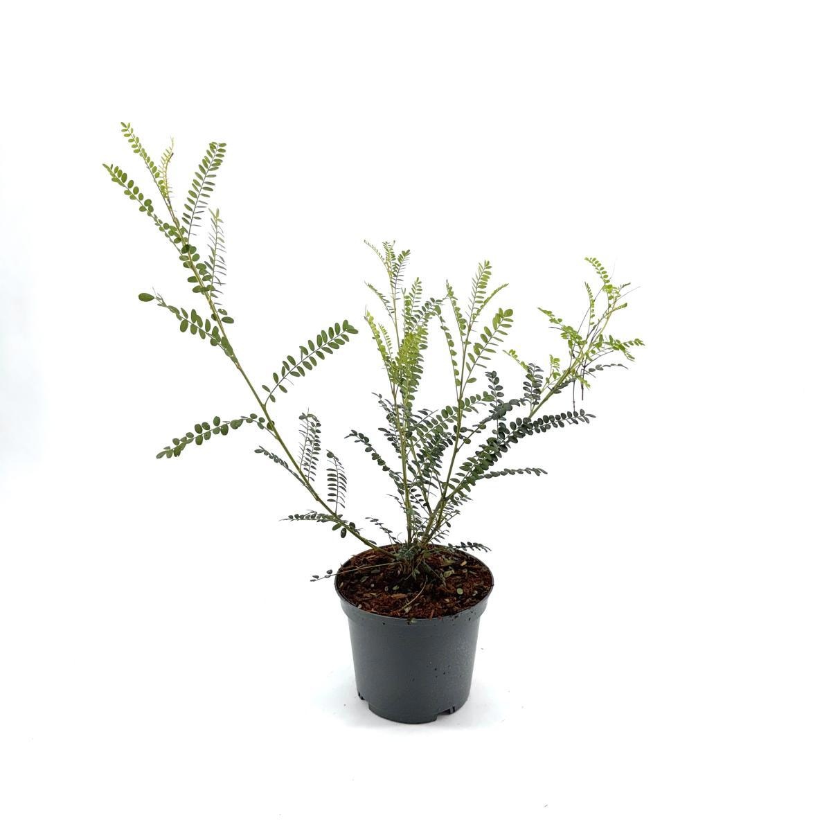 Sophora microphylla 'Sun King', D 19