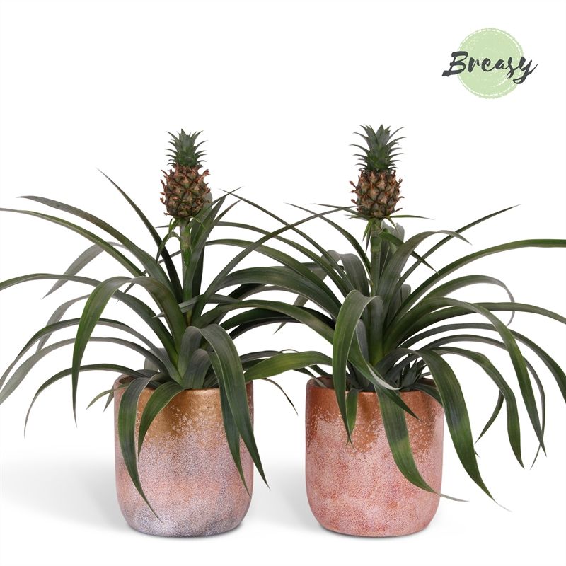 Ananas Mi Amigo - 13cm in Luxor | Mimesis, D 13