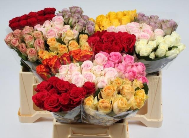 Роза од. Микс в баке 40, шт.