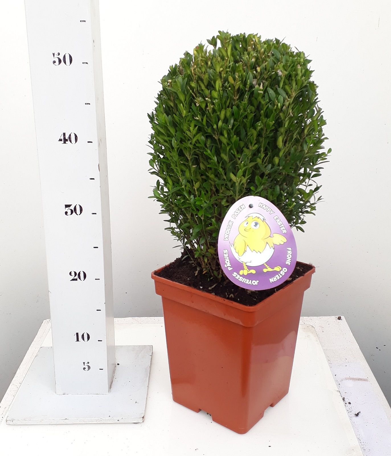 Buxus ei-vorm 30cm, D 19