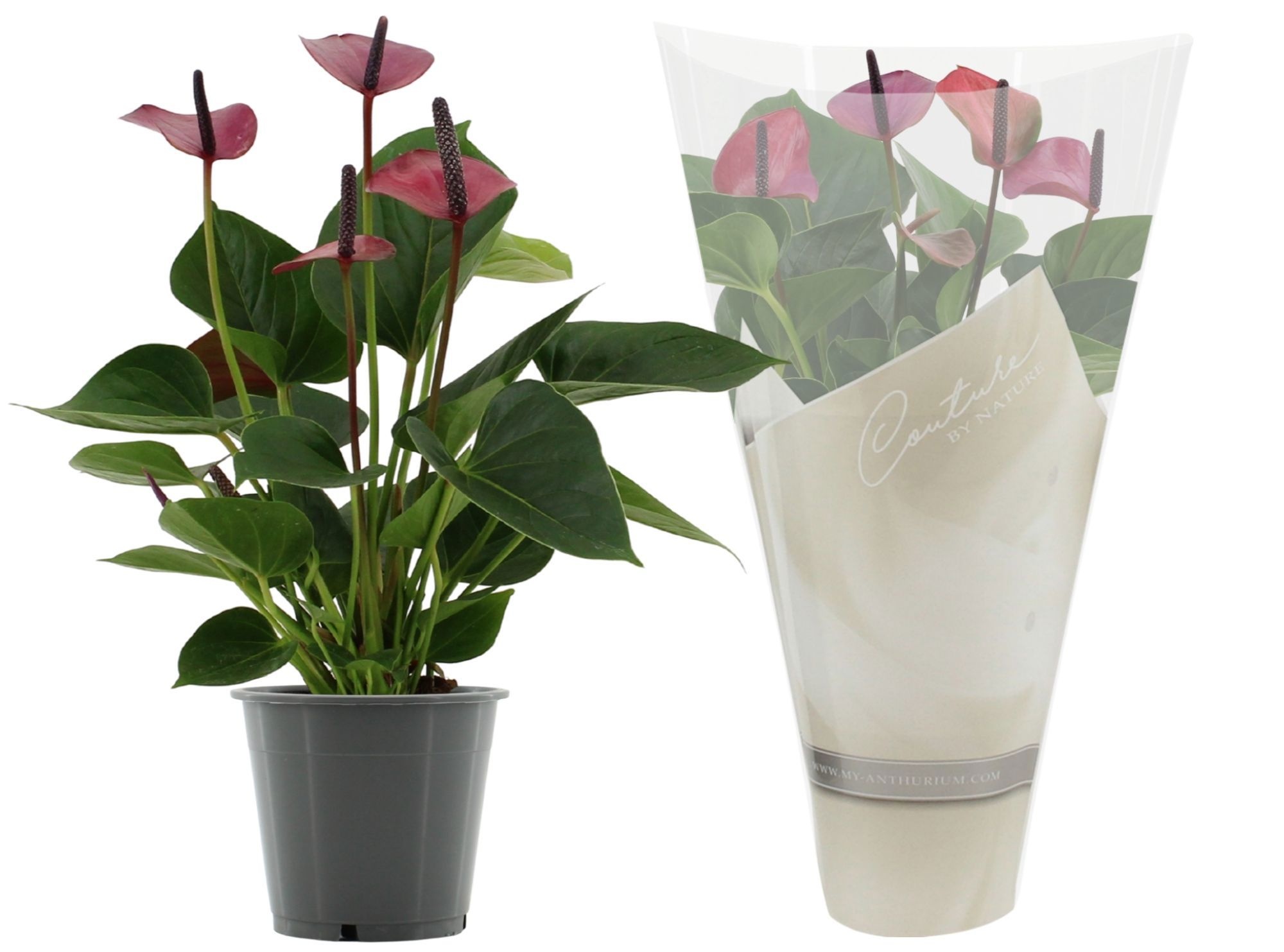 Anthurium 12 cm Baby Purple in Couture sleeve, D 12