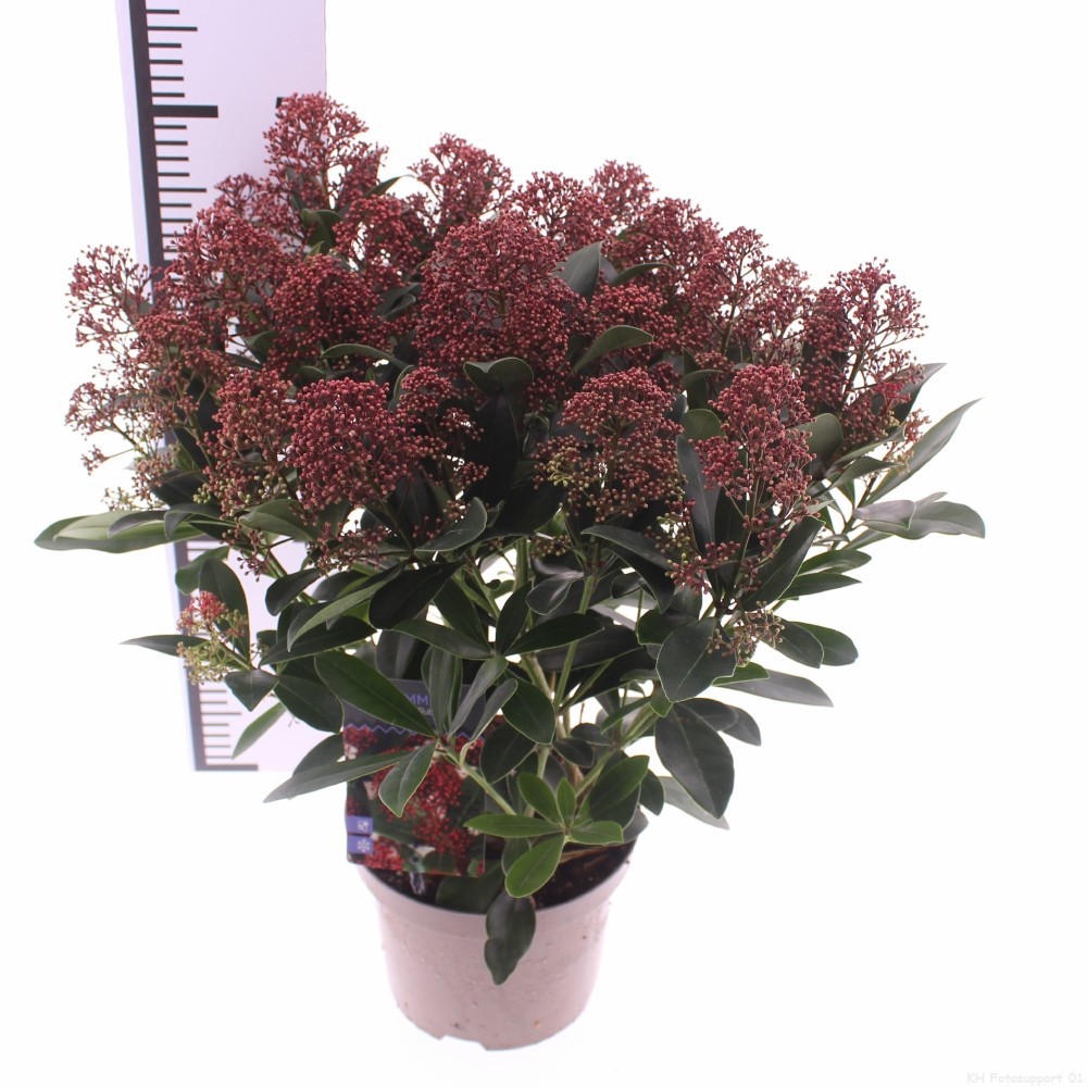 Skimmia jap. 'Rubella', D 19 cm