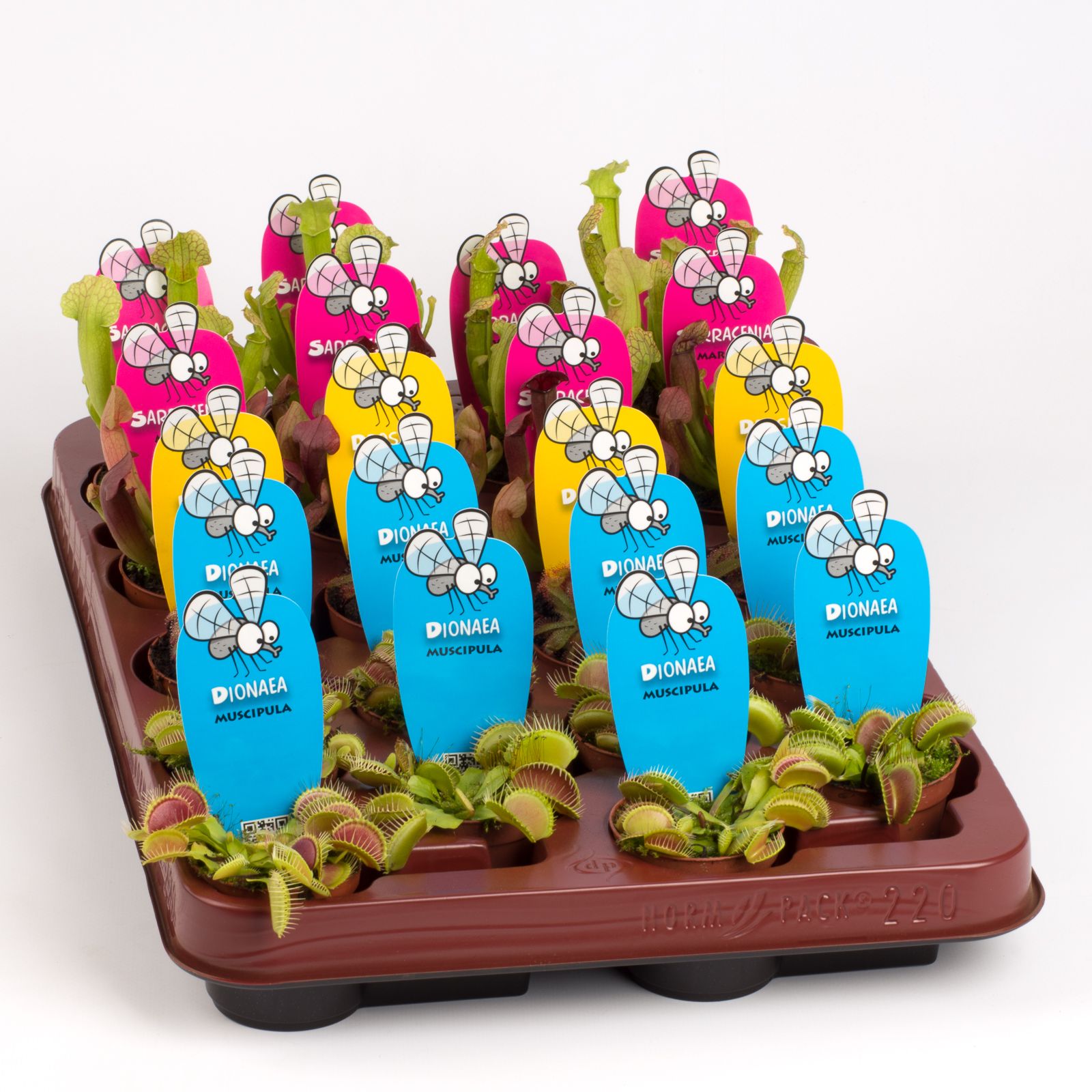 Vleesetende planten mix, D 5,5