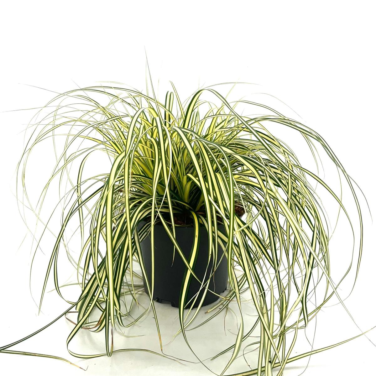 Carex oshim. 'Evergold', D 17