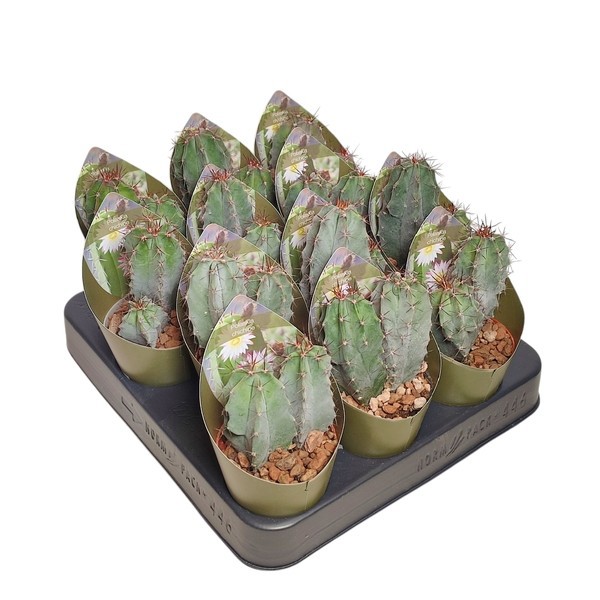 POLASKIA CHICHIPE - POT Ø 6,5WITH POTCOVER (CACTUS), D 6,5