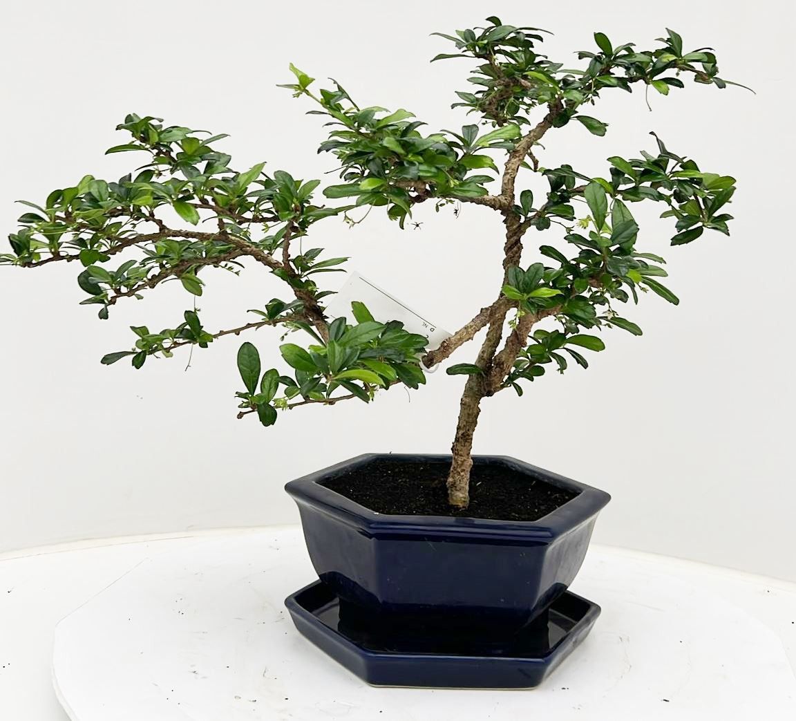 Carmona macrophylla, pot 19 cm , height 40 cm. with driptray. (single item), D 19