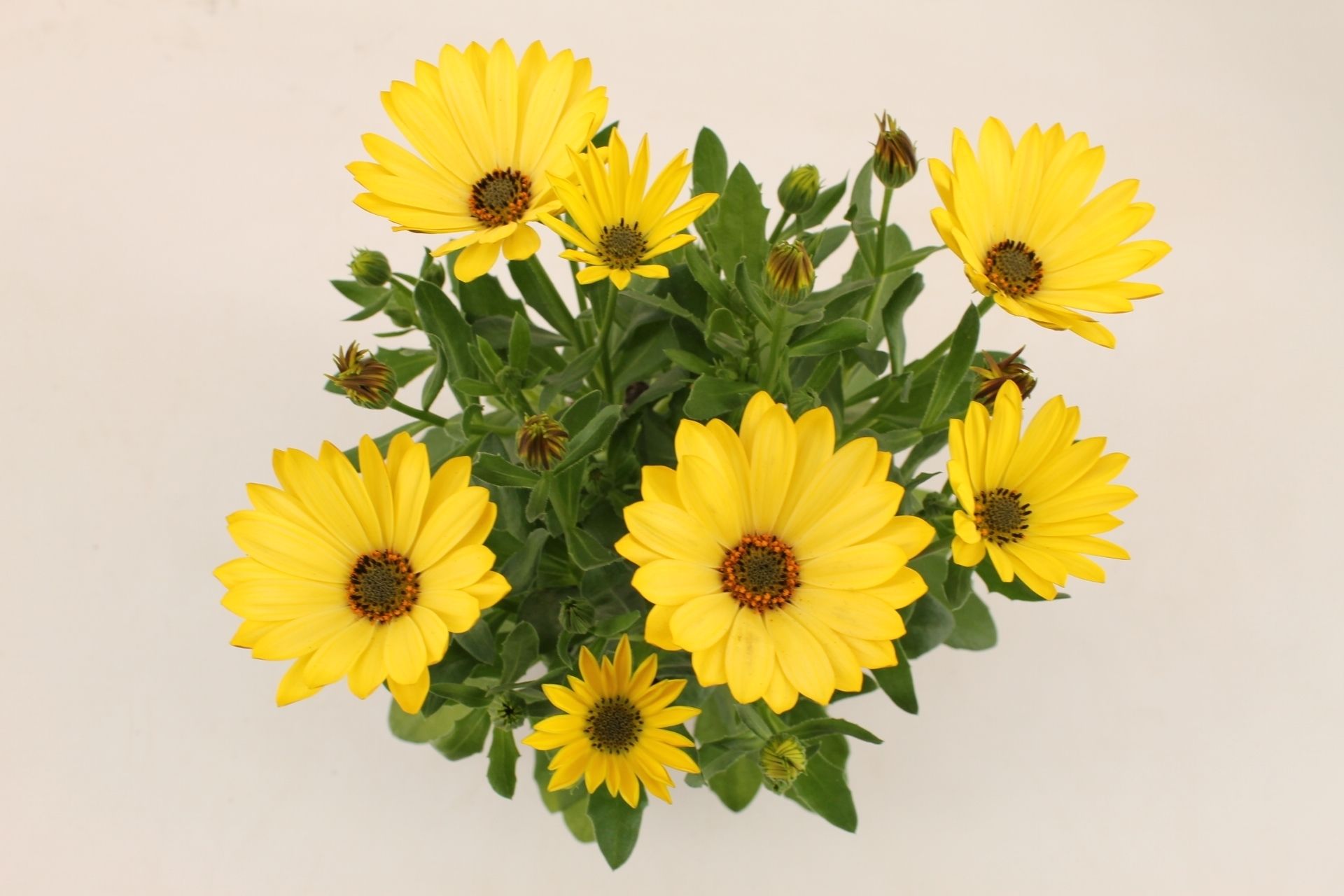 Osteospermum Yellow 22, D 10,5