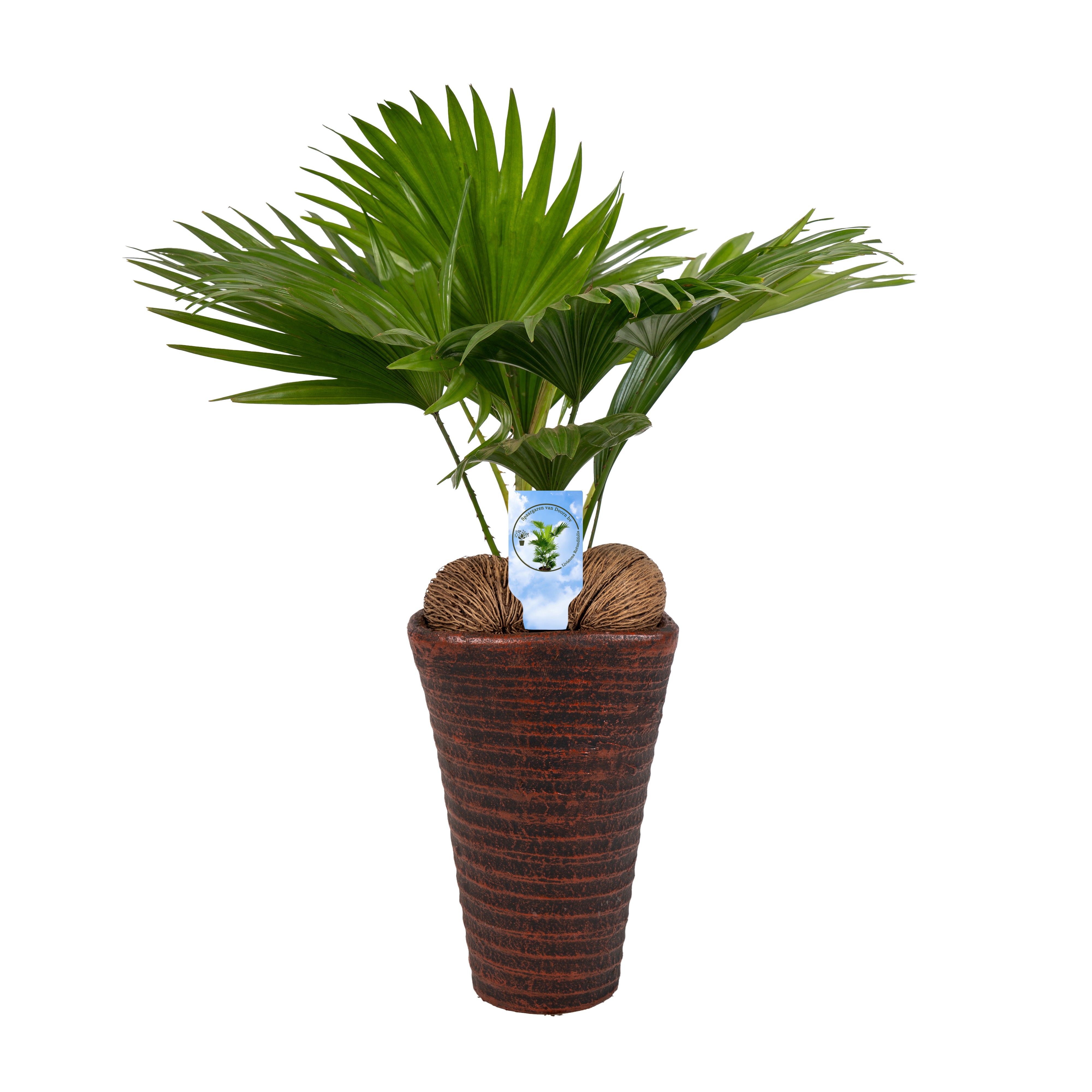 Livistona rotundifolia11 s Asp Lucht Zuiverend brown pot, D 16