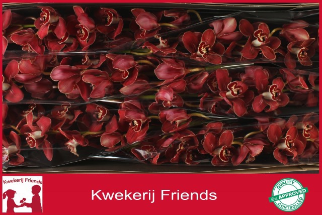 Цимбидиум Флеймфлор x6 80, шт.