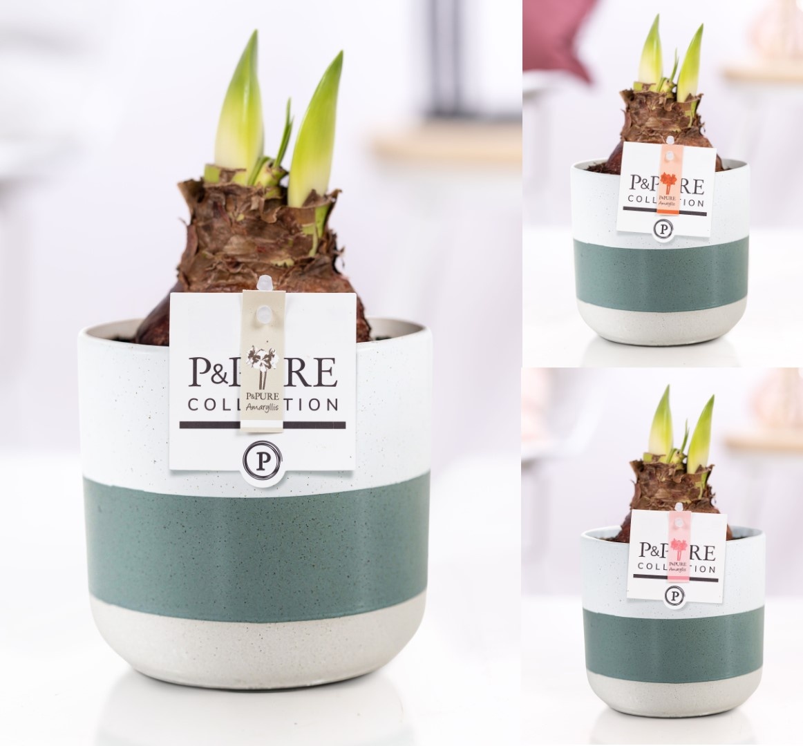 Hippeastrum mix in P&PURE Lauren ceramics, D 12