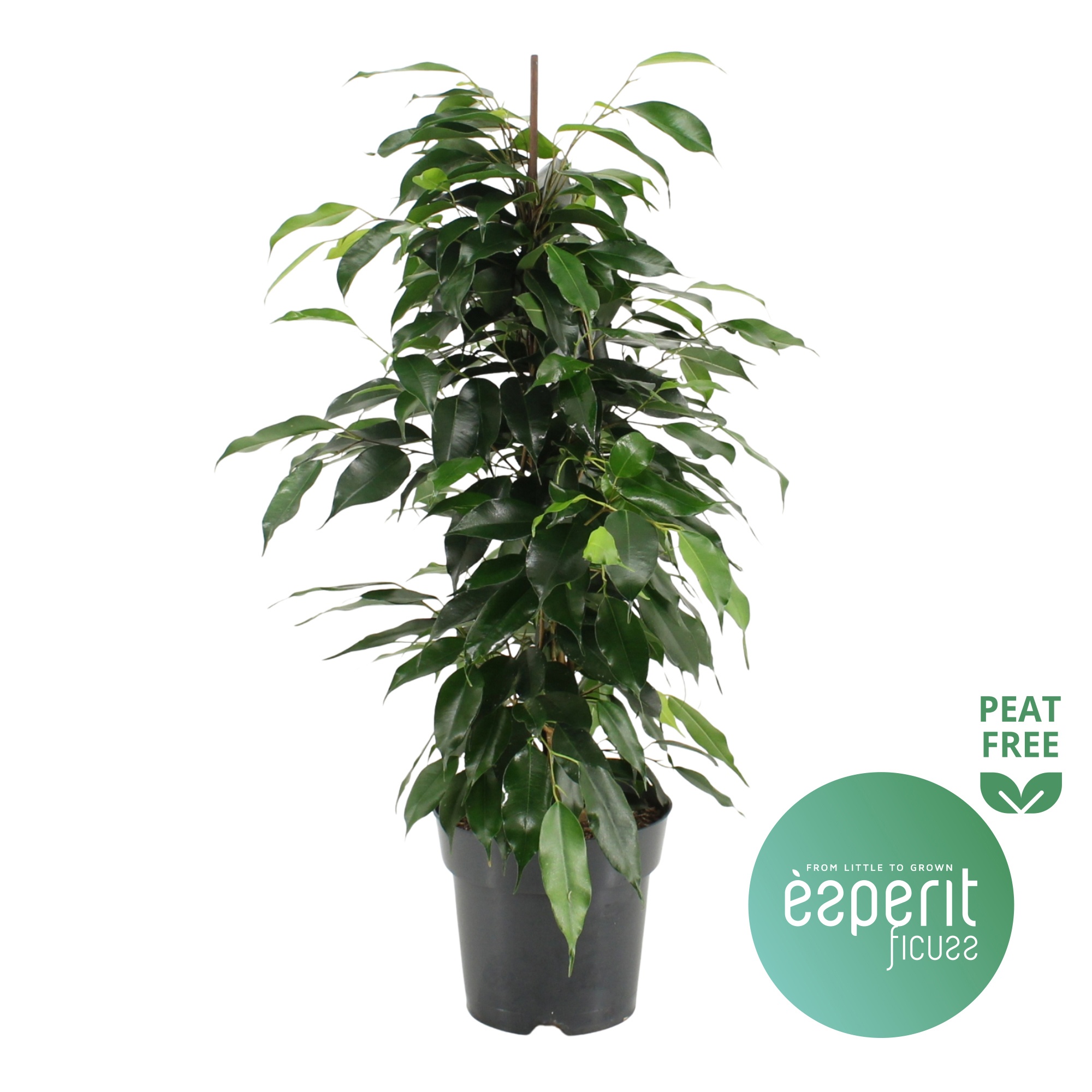 Ficus benjamina Danielle®, D 17
