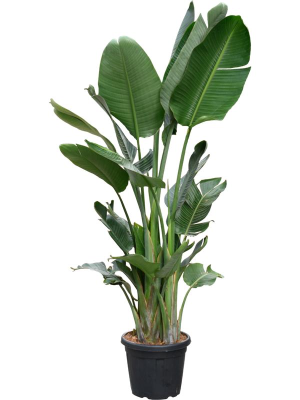 Strelitzia nicolai (220-260cm), D 40