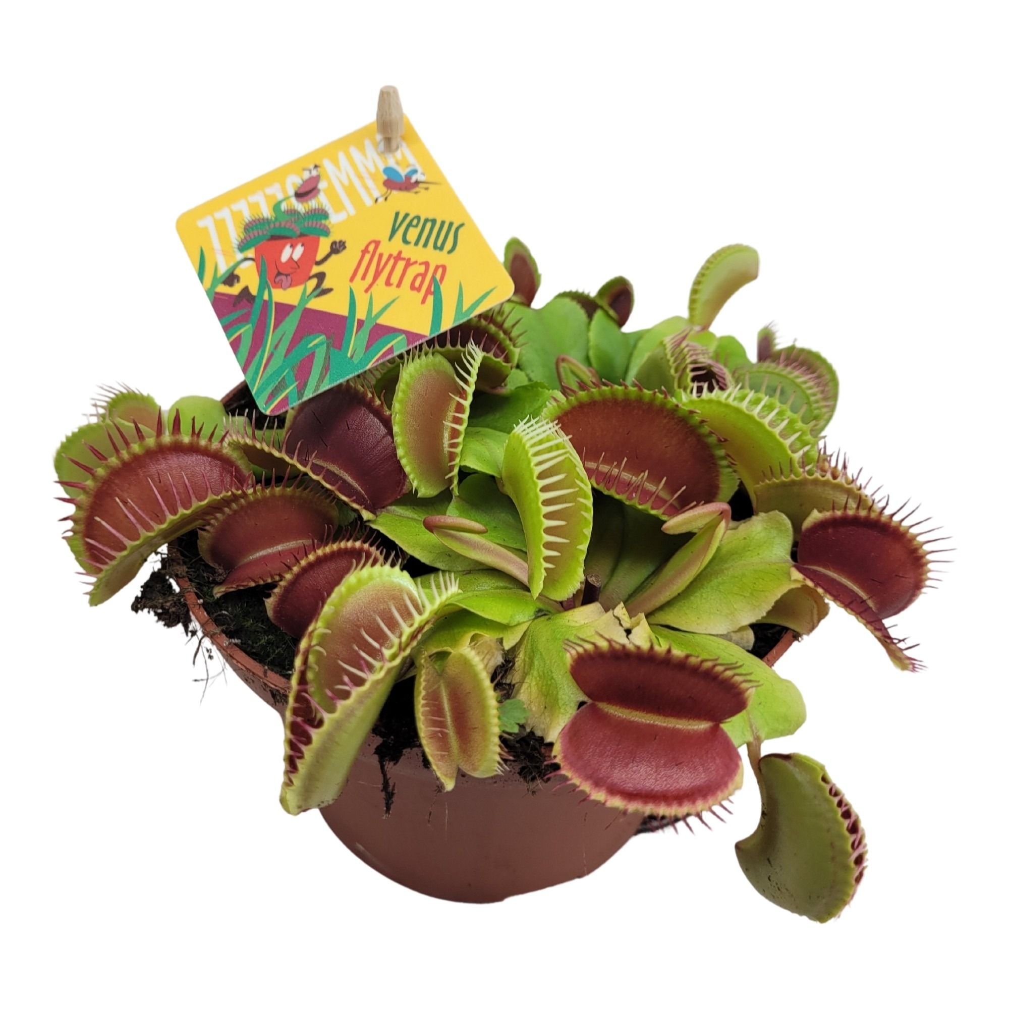 Dionaea muscipula, D 12