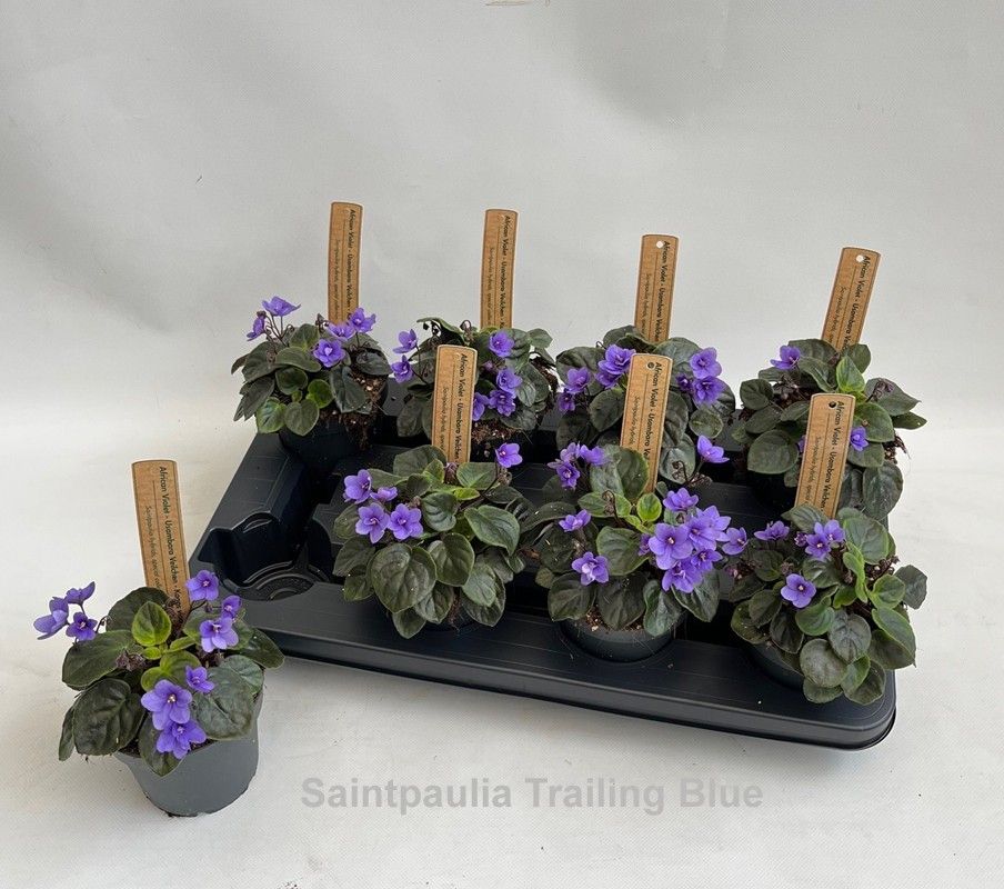 Saintpaulia Trailing Blue, D 12 cm Saintpaulia Trailing Blue, D 12 cm