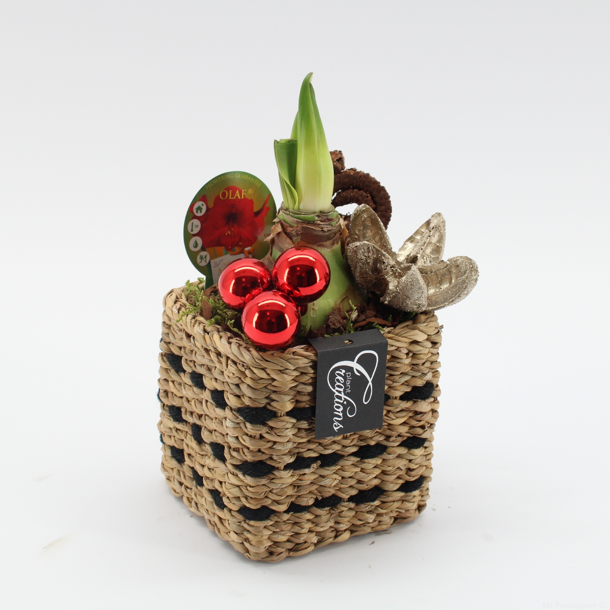 HICR-2521R Kerst Amaryllis, D 12 cm