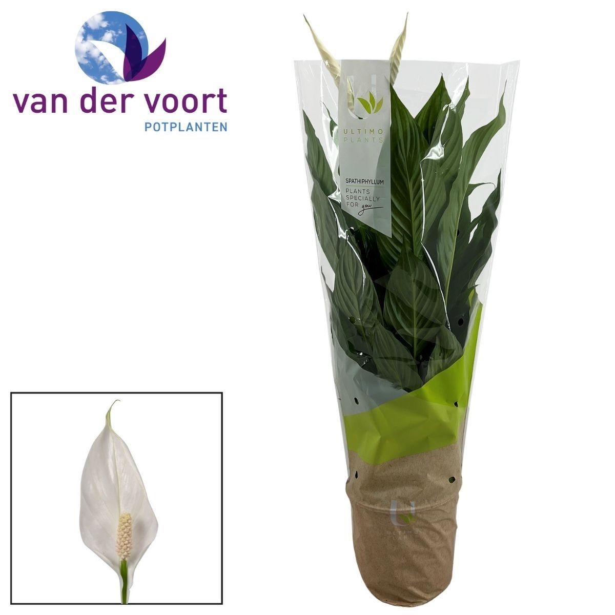 Spathiphyllum 17 cm Vivaldi Ultimo, D 17 cm