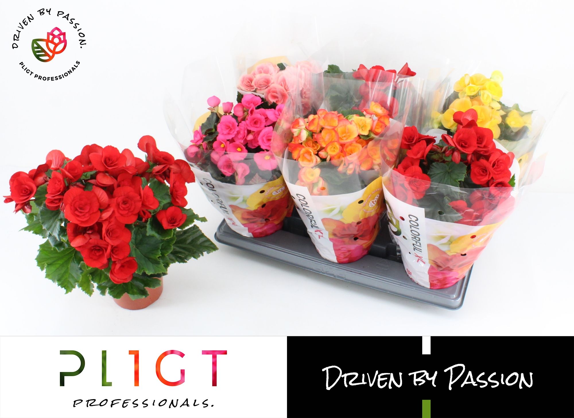 Begonia Mix P14 XXL, D 14