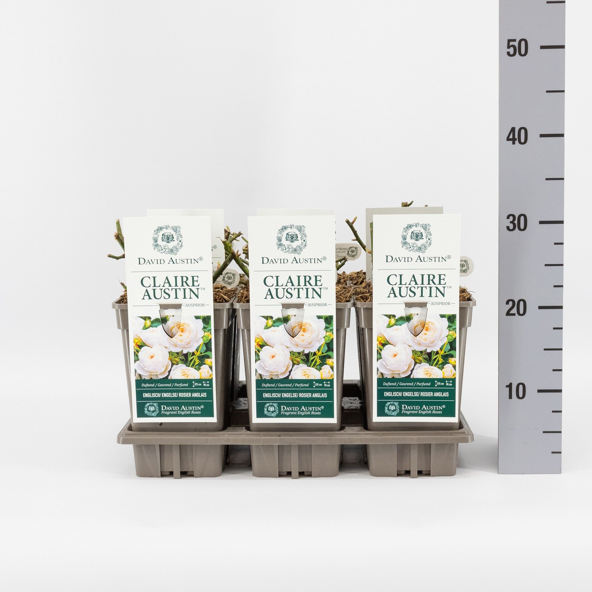 Rosa (Aus) Claire Austin ®, C3, D 17