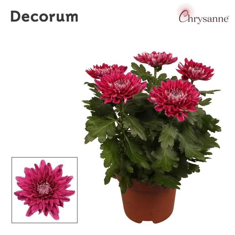 Chrysanne® Zembla Next Purple p17, D 17 cm Chrysanne® Zembla Next Purple p17, D 17 cm