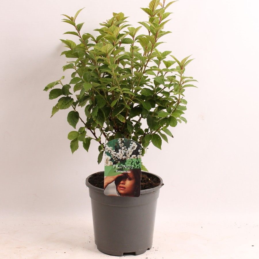 Prunus tomentosa, D 17