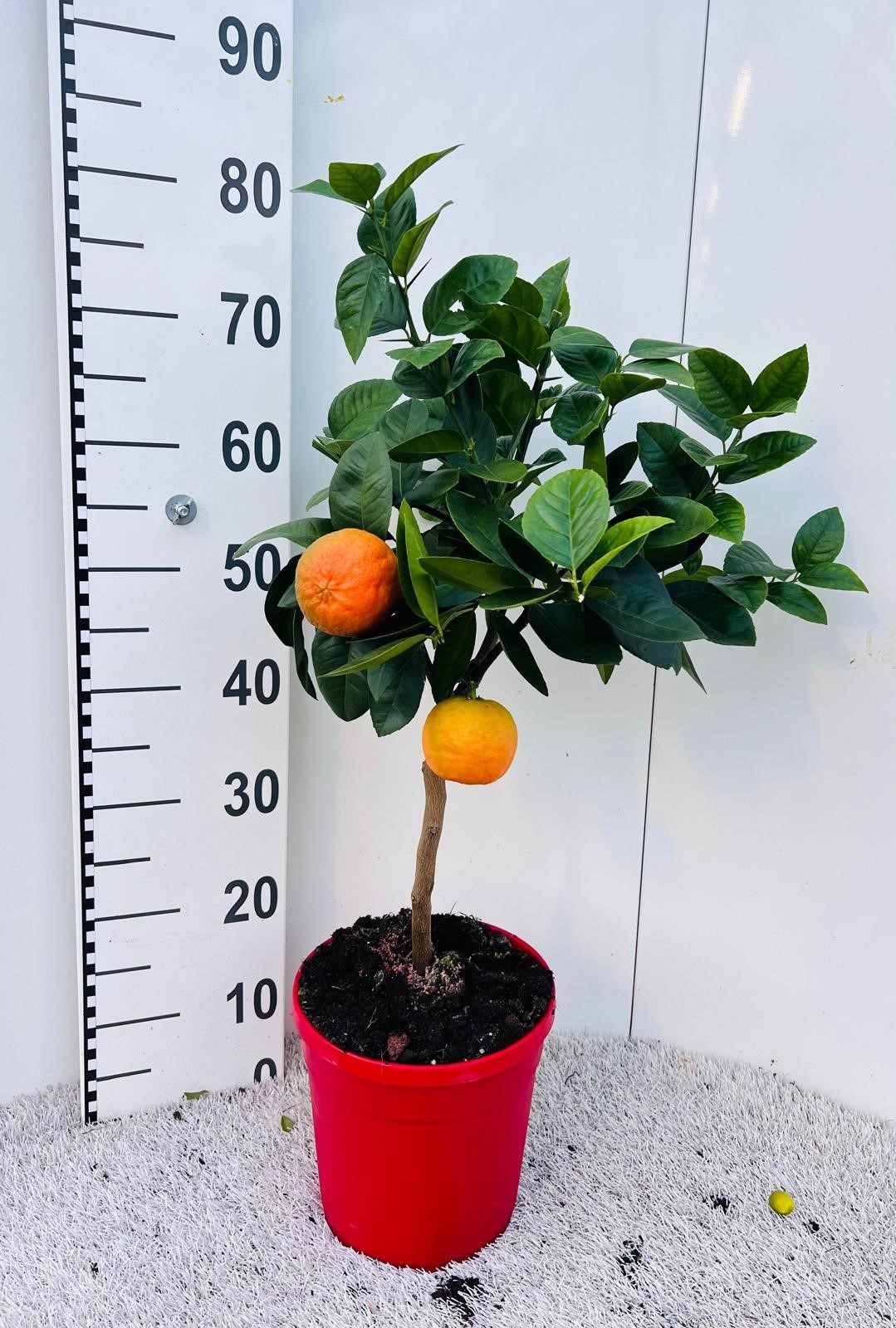 Citrus sinensis Arcobal on stem, D 21