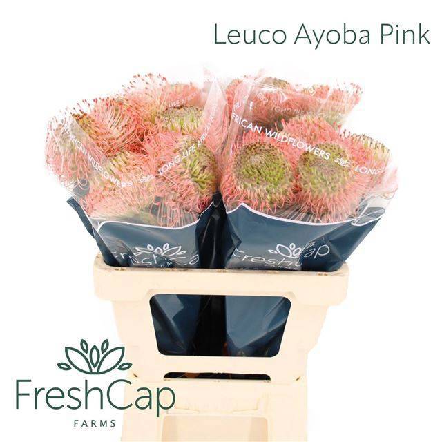 Нутанс Айоба Пинк 60, шт.