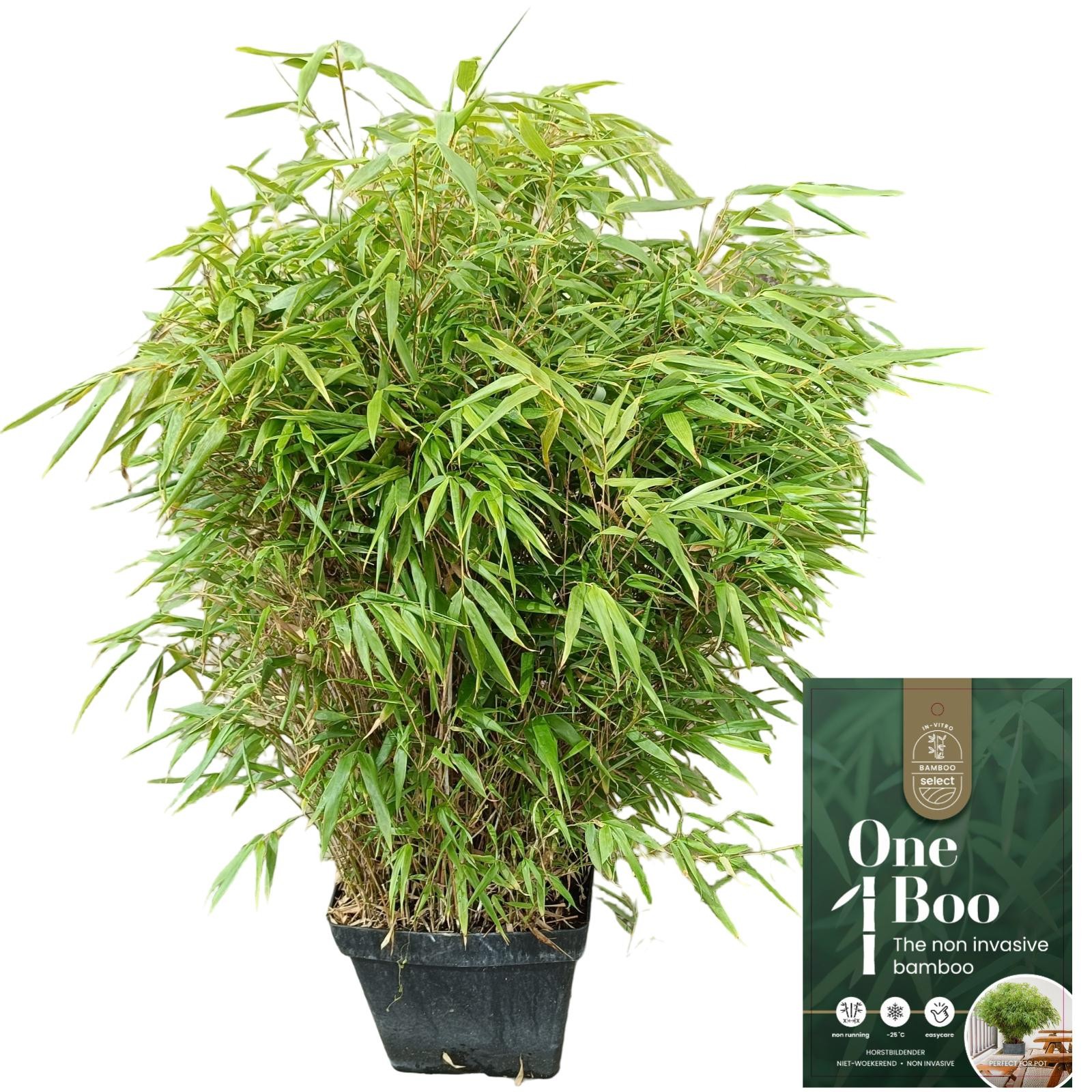 Fargesia Rufa C15, D 32 cm