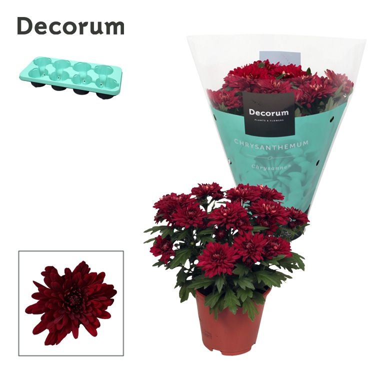 Chrysanne® Grandezza Red, D 13 cm Chrysanne® Grandezza Red, D 13 cm